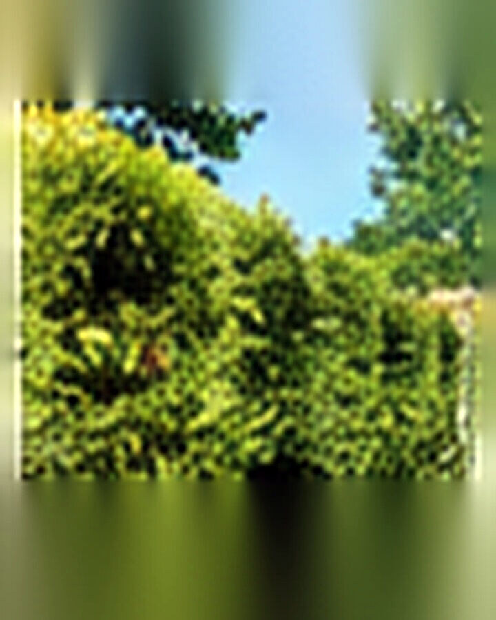 Privacy Landscaping after its home and garden update