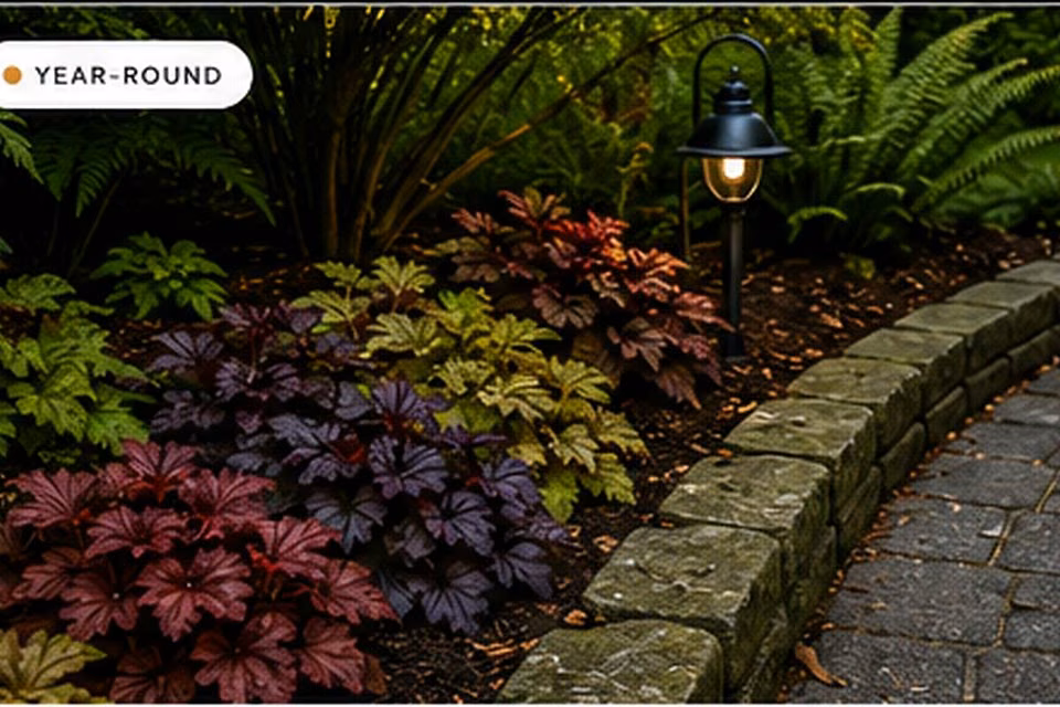 Coral Bells in a Shade Garden: Placement, Water, and Color Without Overworking the Bed