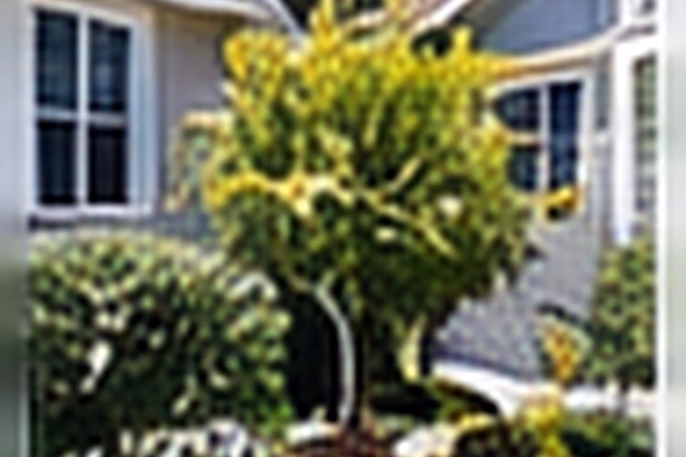 Curb Appeal Transformation With Simple Landscaping That Looks Expensive