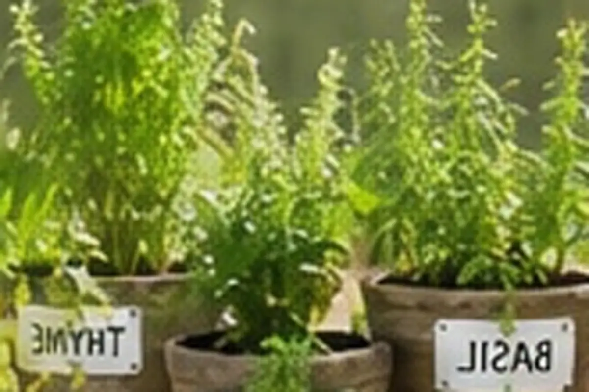 DIY Garden Seed-Starting Shelf With a Practical Grow-Light Setup