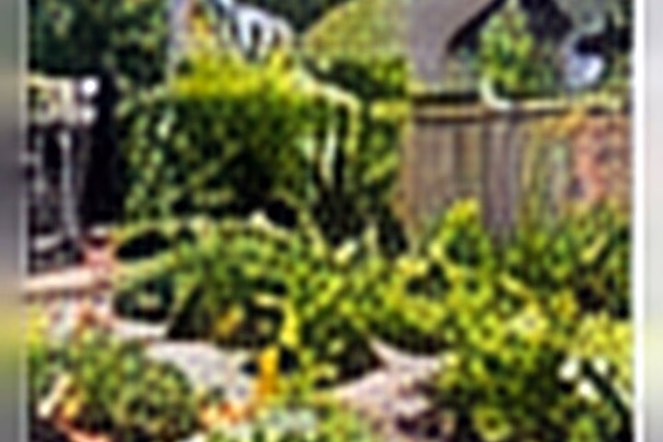Empty Yard to Thriving Vegetable Garden: A Beginner-Friendly Transformation