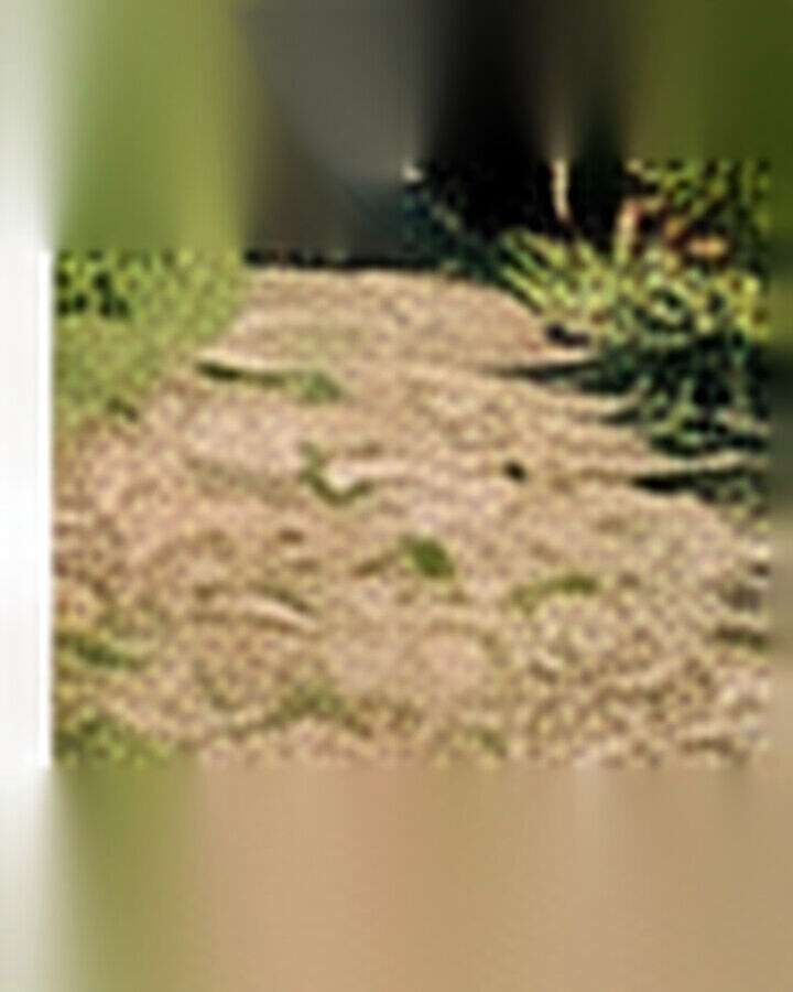 Before transformation: Empty Yard to Thriving Vegetable Garden: A Beginner-Friendly Transformation