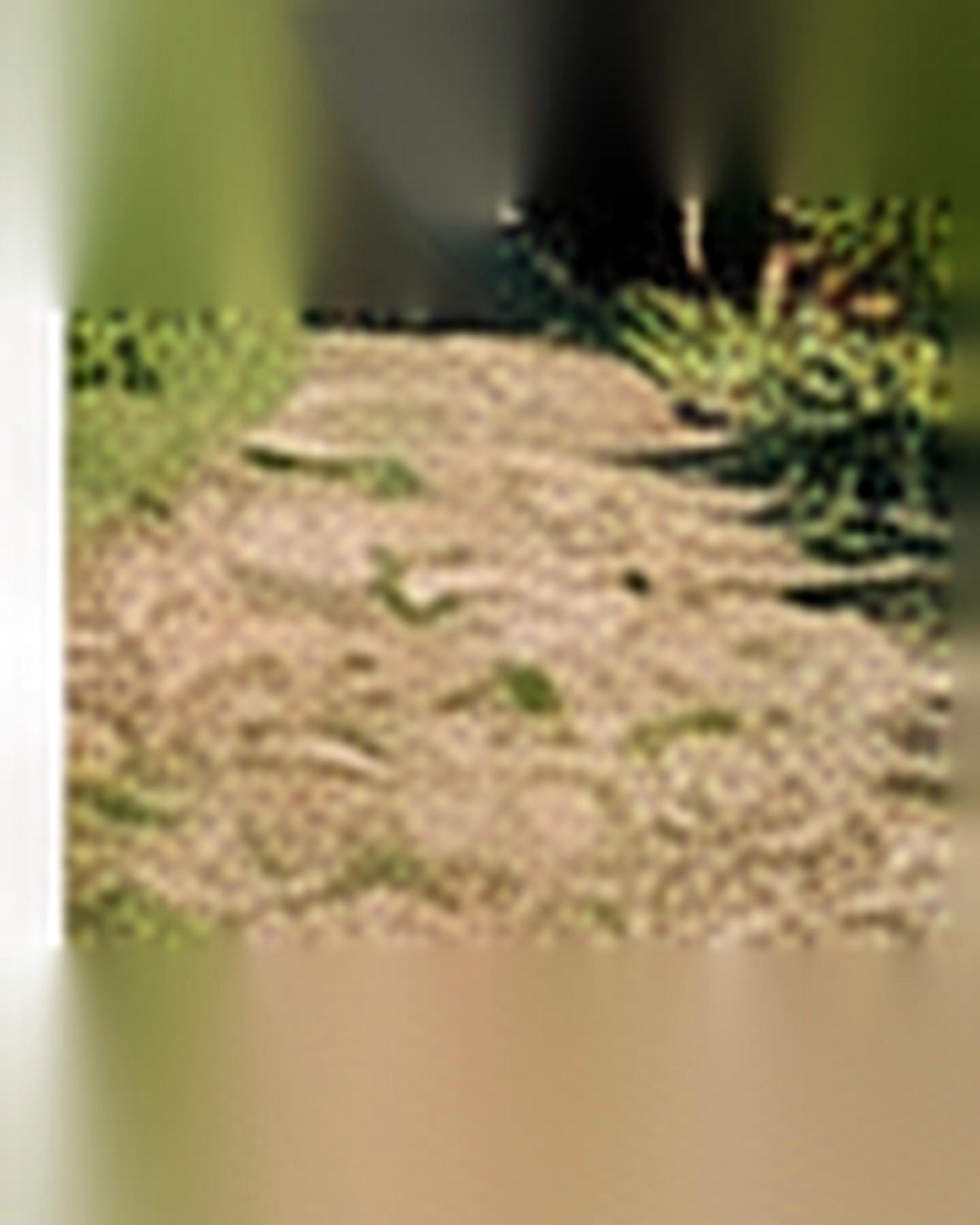 Before transformation: Empty Yard to Thriving Vegetable Garden: A Beginner-Friendly Transformation