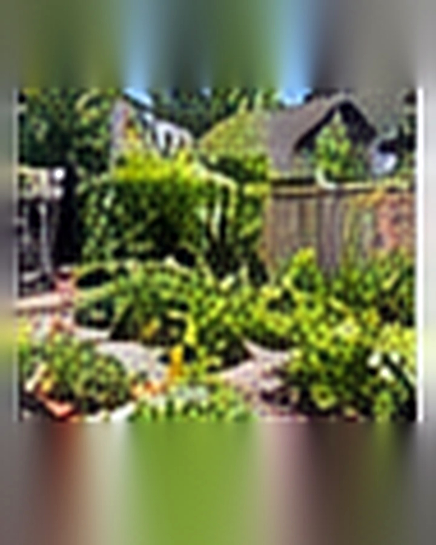 After transformation: Empty Yard to Thriving Vegetable Garden: A Beginner-Friendly Transformation