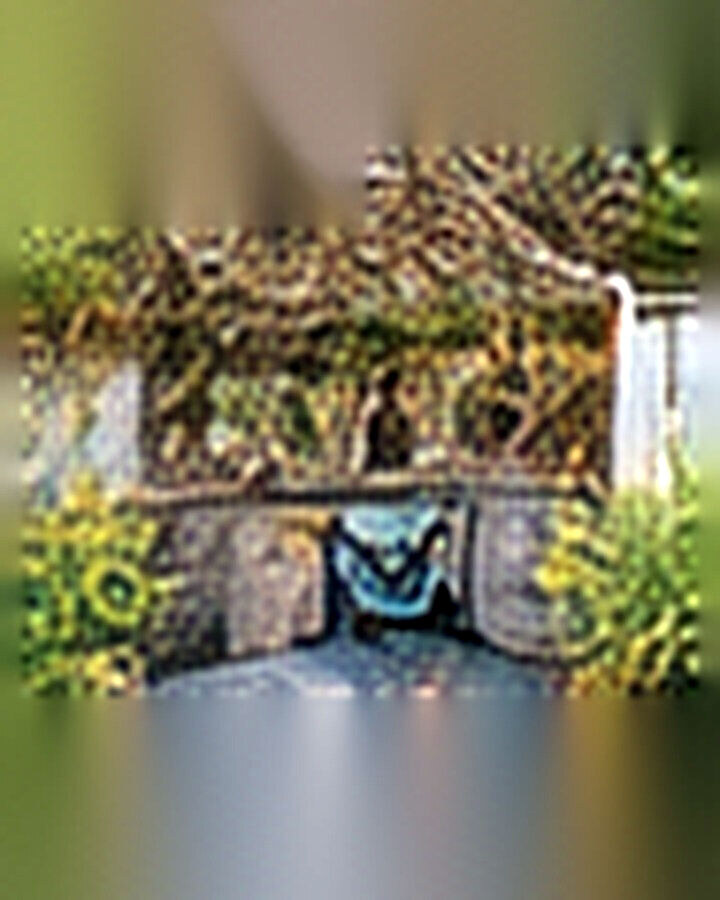 Before transformation: Old Shed to Stylish Garden Studio: A Small-Space Transformation