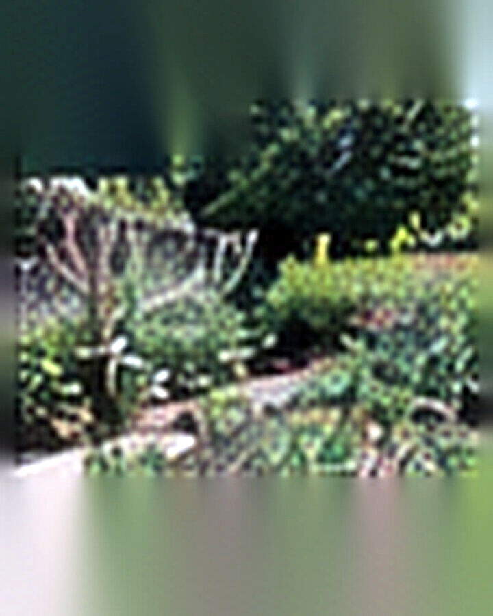 Before transformation: Overgrown Garden to Clean, Beautiful Design: Edit First, Then Replant