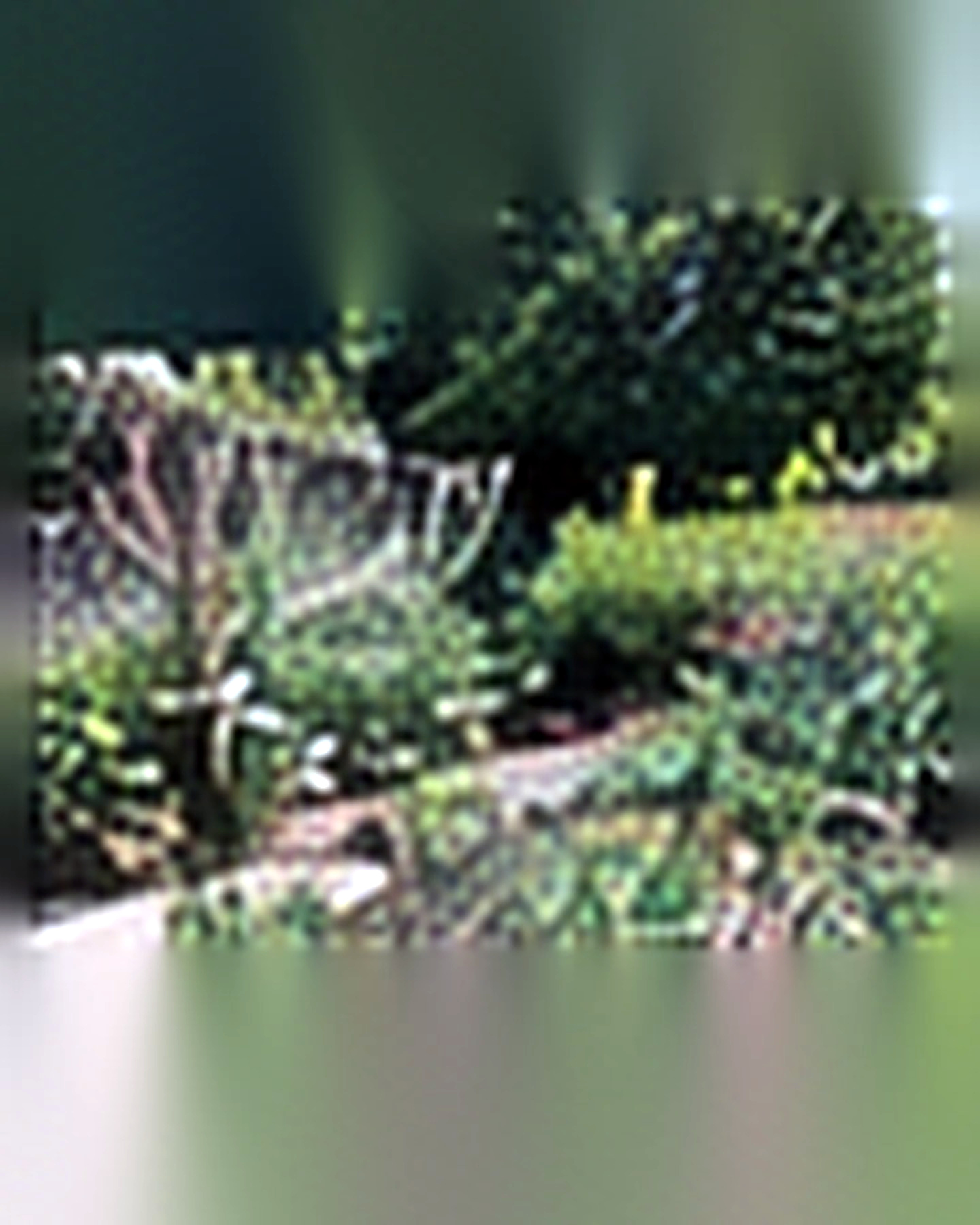Before transformation: Overgrown Garden to Clean, Beautiful Design: Edit First, Then Replant