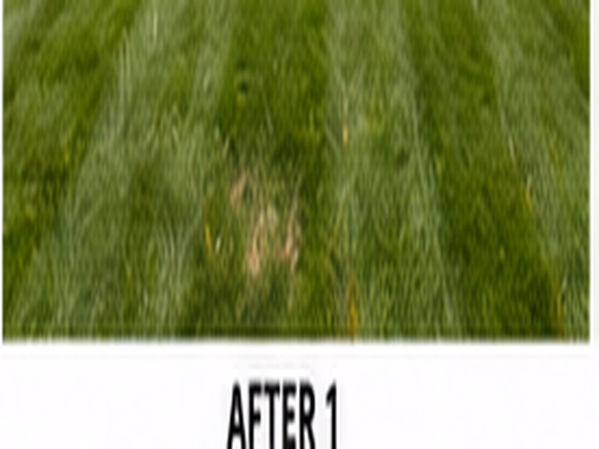 A repaired home lawn with dense even turf after establishment