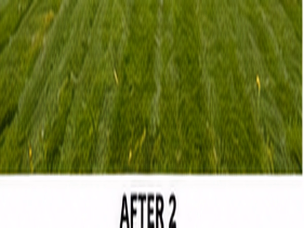 Close detail of healthy turf and an improved soil-to-grass transition