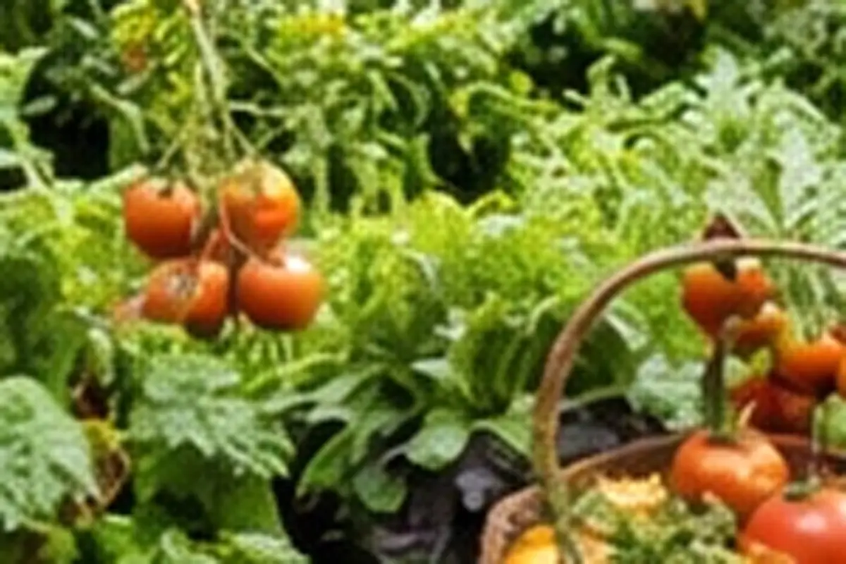 Plant Kit or DIY Supplies? How to Start a Simple Home Garden