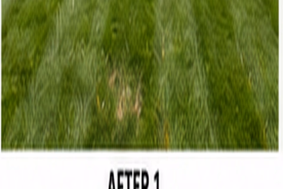 A repaired home lawn with dense even turf after establishment