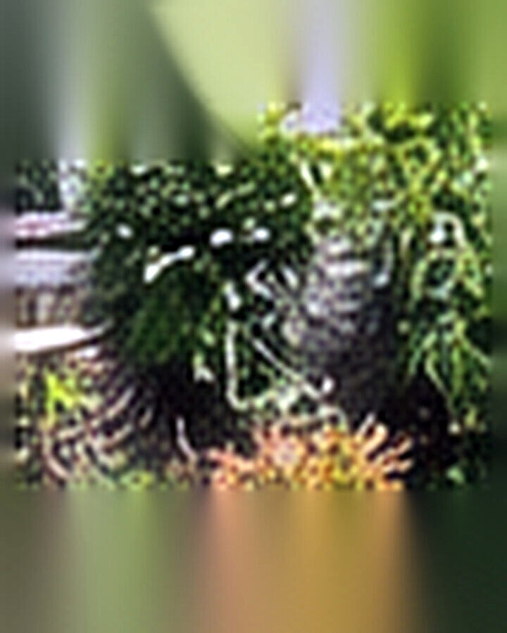 Before transformation: Weedy Garden Bed to Pollinator Paradise: A Layered Before-and-After Plan
